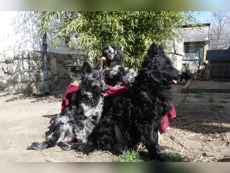Mudi Welpen, Allrounder Familienhunde von Züchter, mit Ahnentafel