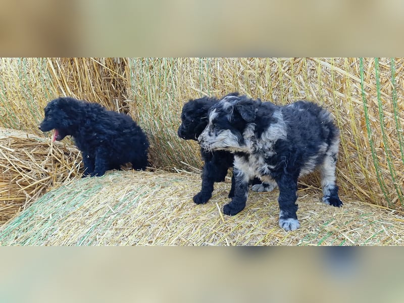Mudi Welpen, Allrounder Familienhunde von Züchter, mit Ahnentafel