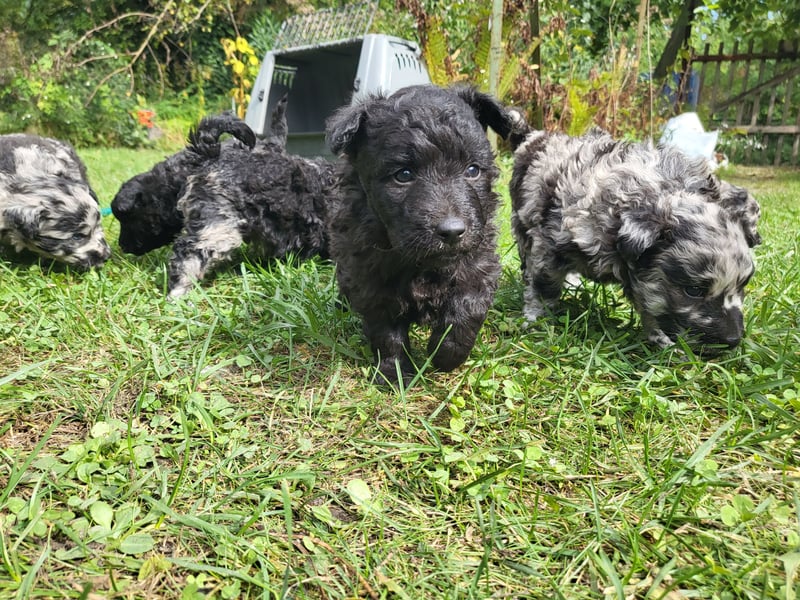 Mudi Welpen, Allrounder Familienhunde von Züchter, mit Ahnentafel