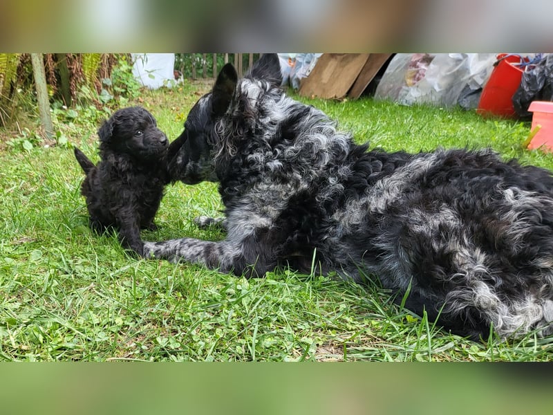 Mudi Welpen, Allrounder Familienhunde von Züchter, mit Ahnentafel