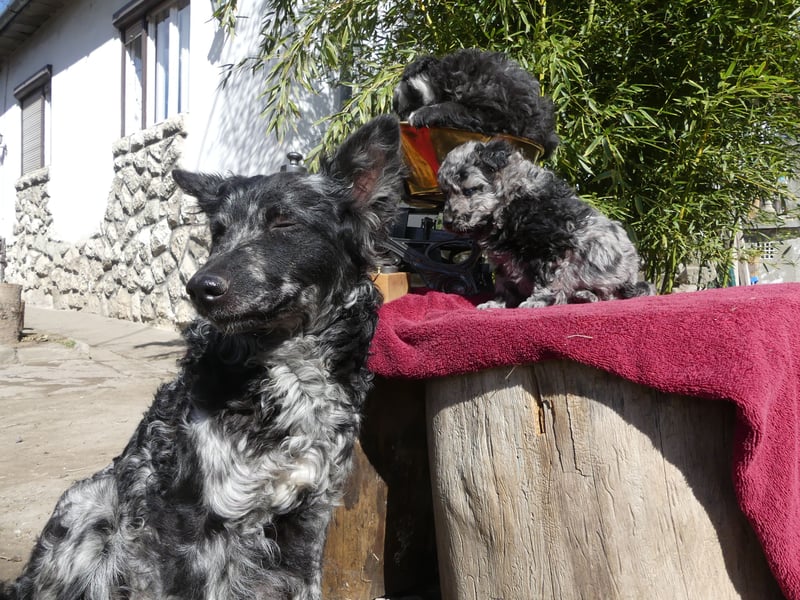 Mudi Welpen, Allrounder Familienhunde von Züchter, mit Ahnentafel