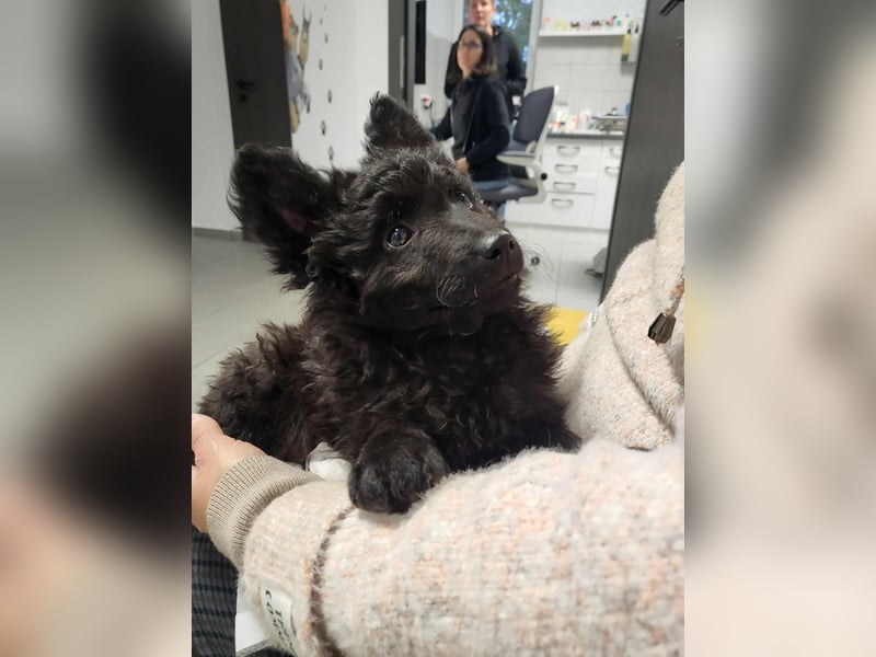 Mudi Welpen, Allrounder Familienhunde von Züchter, mit Ahnentafel