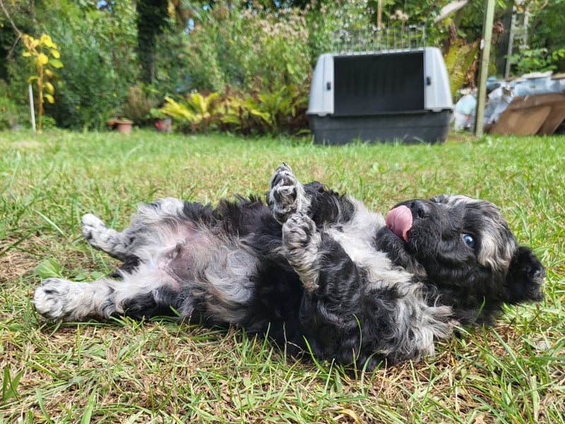 Mudi Welpen, Allrounder Familienhunde von Züchter, mit Ahnentafel