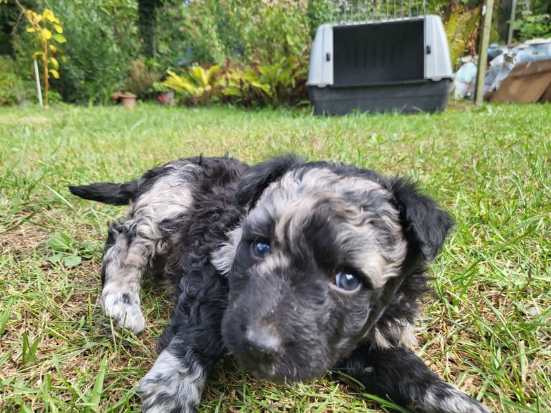 Mudi Welpen, Allrounder Familienhunde von Züchter, mit Ahnentafel