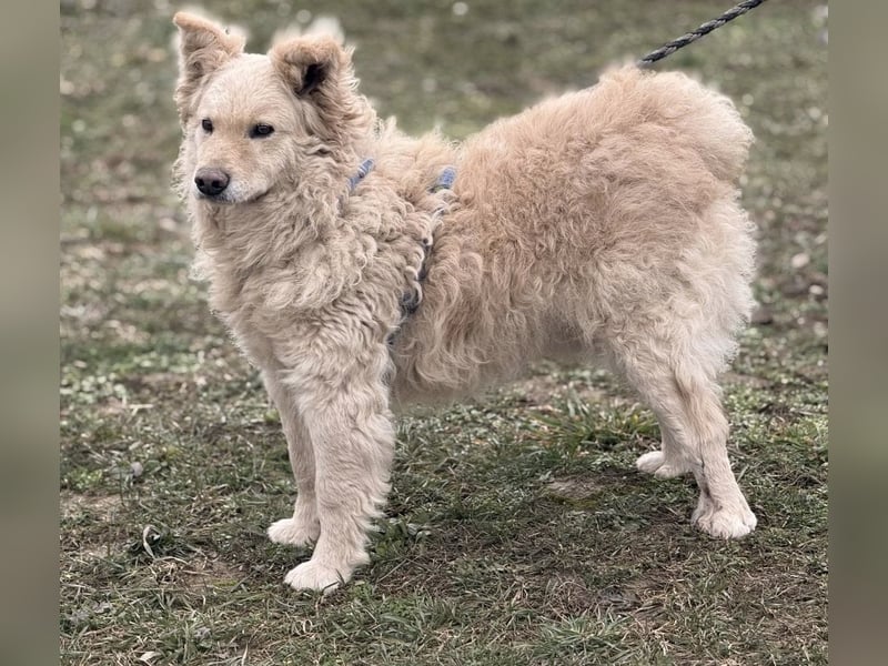 Bailey ein blonder Engel