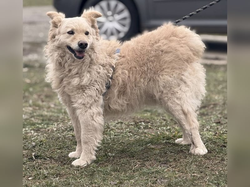 Bailey ein blonder Engel