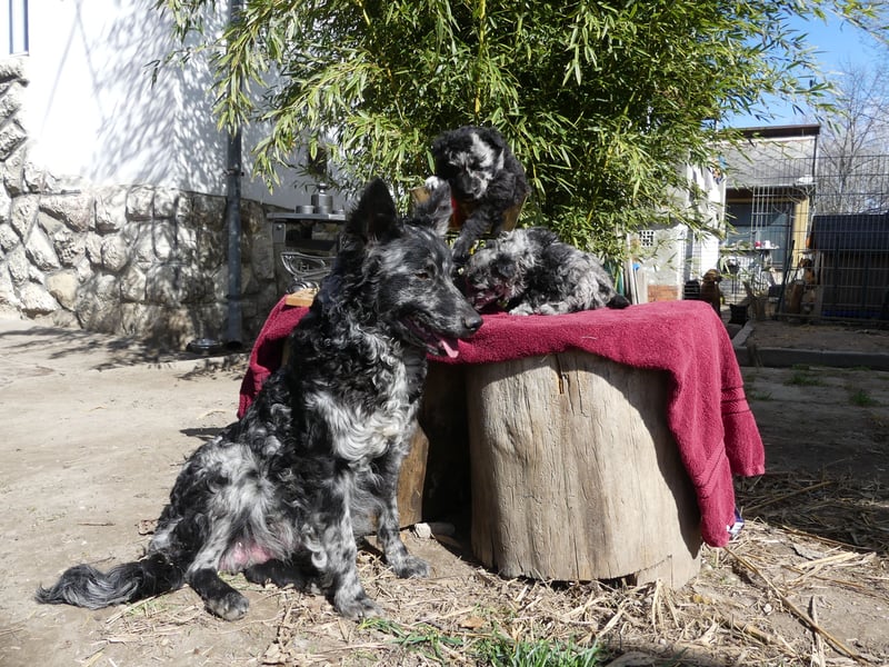 Mudi Hündinnen mit Ahnentafel