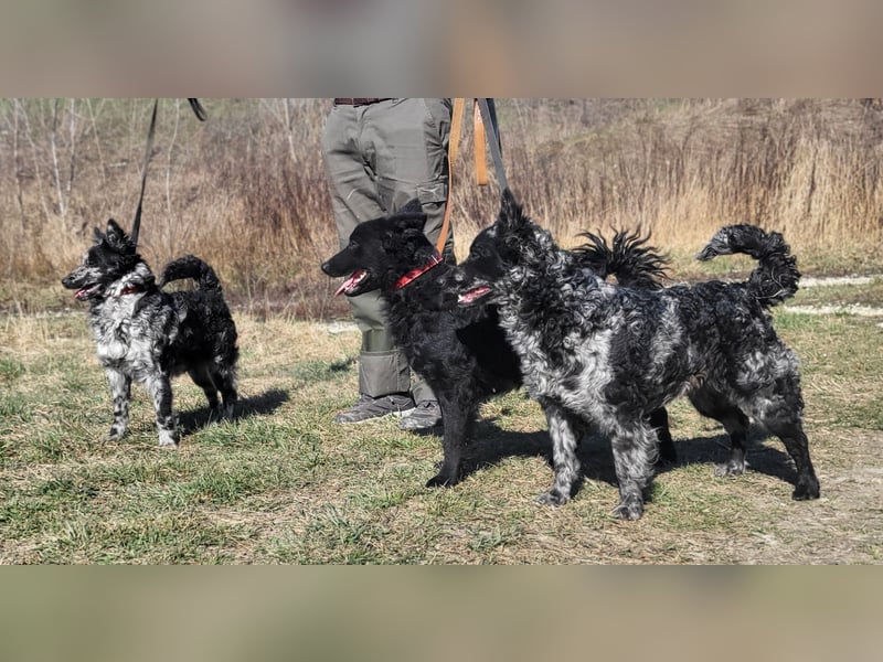 Mudi Hündinnen mit FCI Ahnentafel