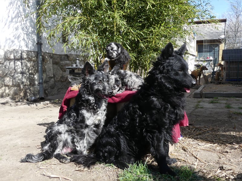 Mudi Hündinnen mit Ahnentafel