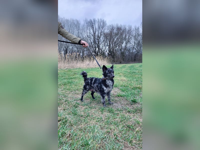 Mudi Hündinnen mit Ahnentafel