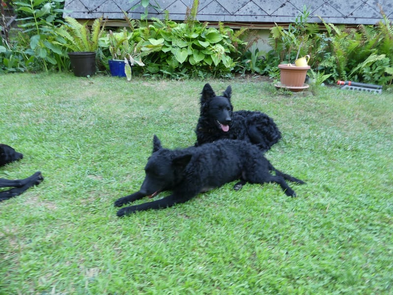 Mudi Hündinnen mit Ahnentafel