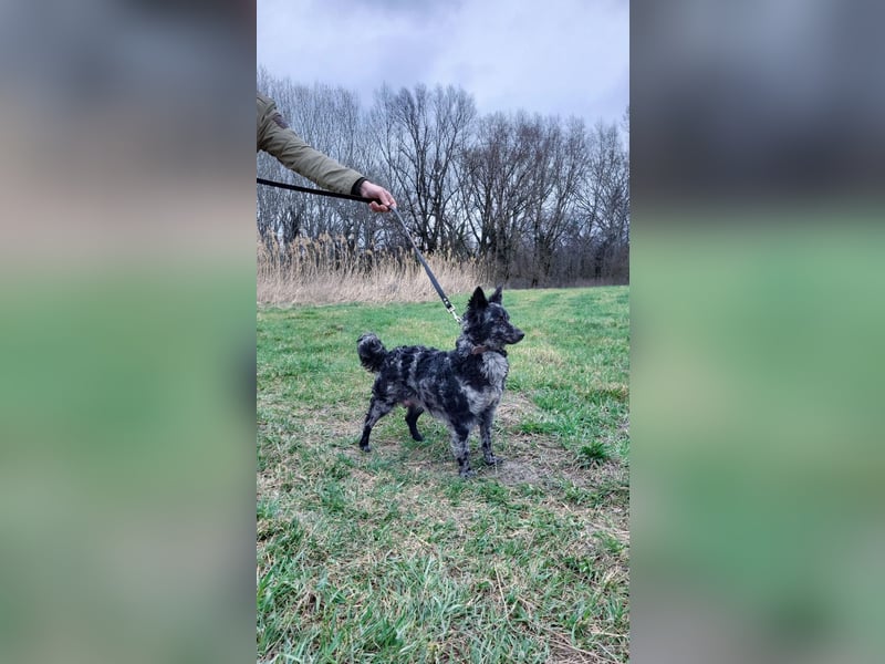 Mudi Hündinnen mit Ahnentafel