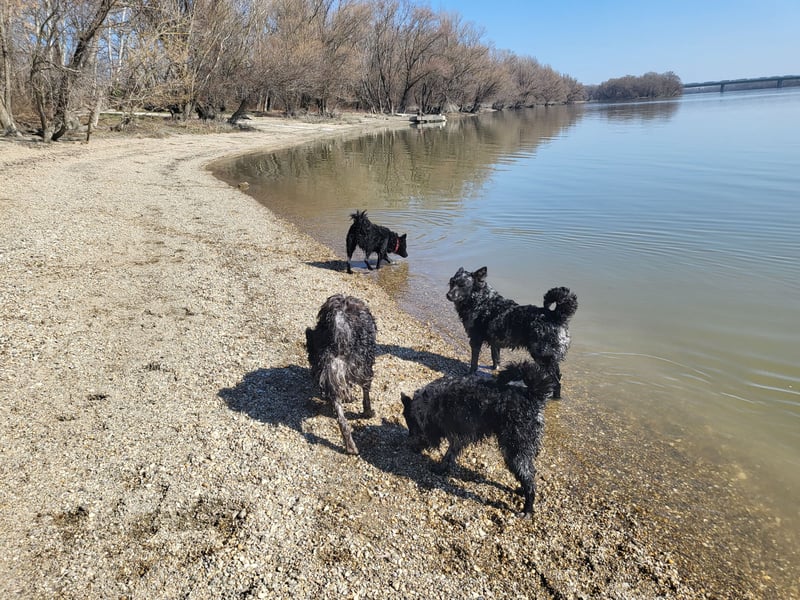 Mudi Hündinnen mit FCI Ahnentafel