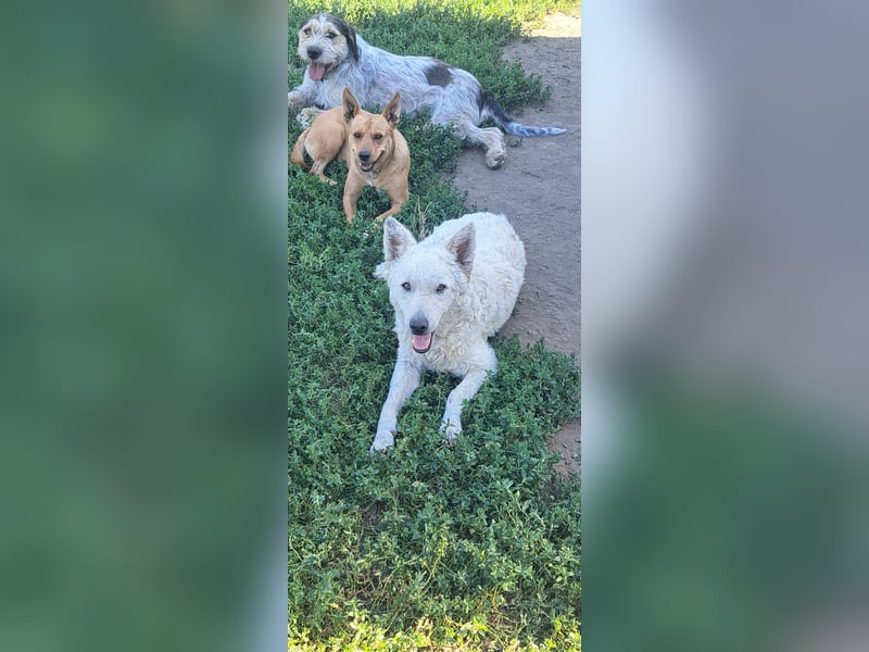 Schöner Felhö ( * 09 / 2022 ) sucht seine Familie