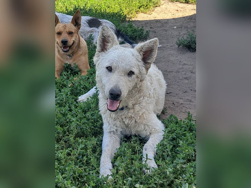 Schöner Felhö ( * 09 / 2022 ) sucht seine Familie