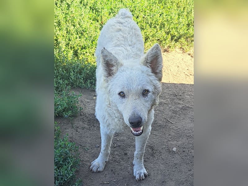 Schöner Felhö ( * 09 / 2022 ) sucht seine Familie