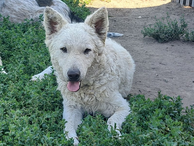Schöner Felhö ( * 09 / 2022 ) sucht seine Familie