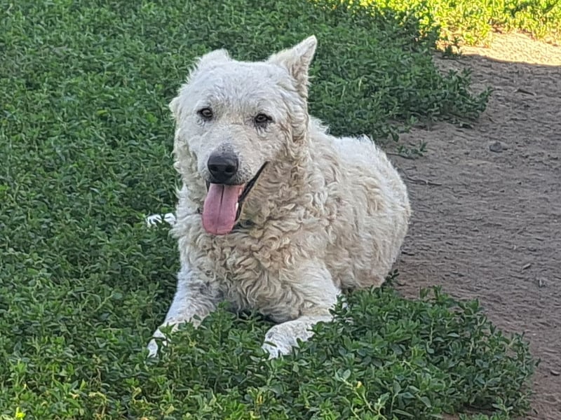 Schöner Felhö ( * 09 / 2022 ) sucht seine Familie