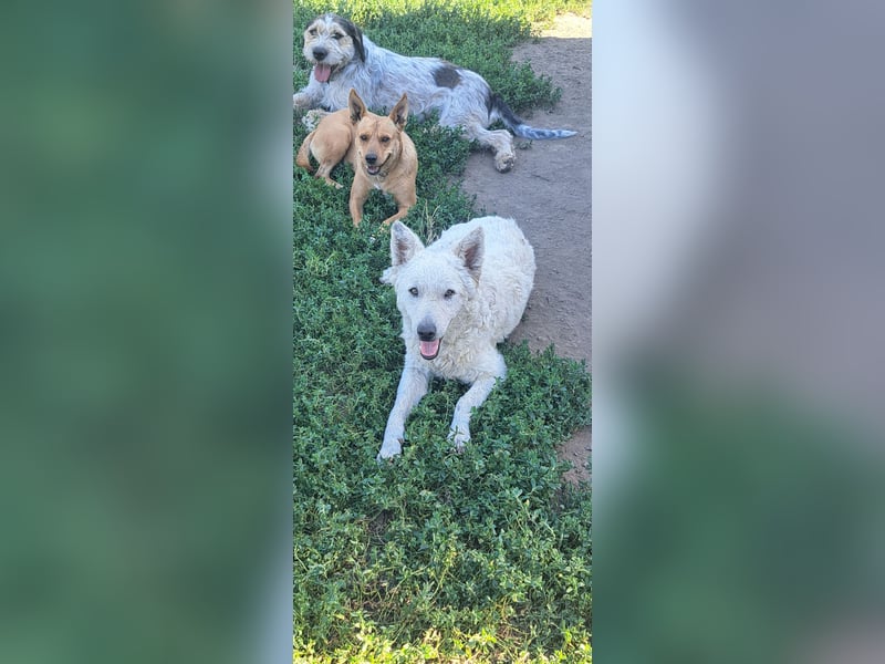 Schöner Felhö ( * 09 / 2022 ) sucht seine Familie