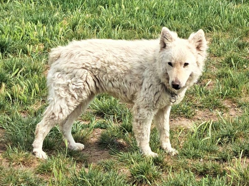 Schöner Felhö ( * 09 / 2022 ) sucht seine Familie