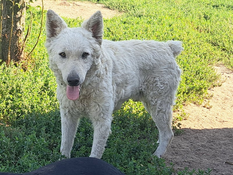 Schöner Felhö ( * 09 / 2022 ) sucht seine Familie