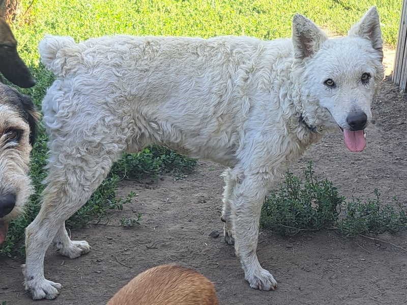 Schöner Felhö ( * 09 / 2022 ) sucht seine Familie
