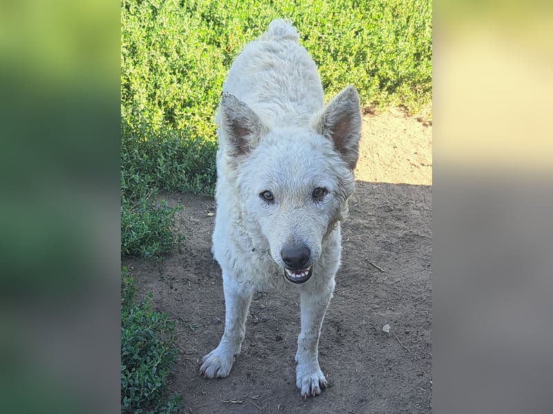 Schöner Felhö ( * 09 / 2022 ) sucht seine Familie