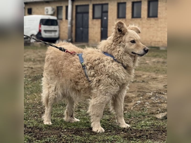 Bailey ein blonder Engel