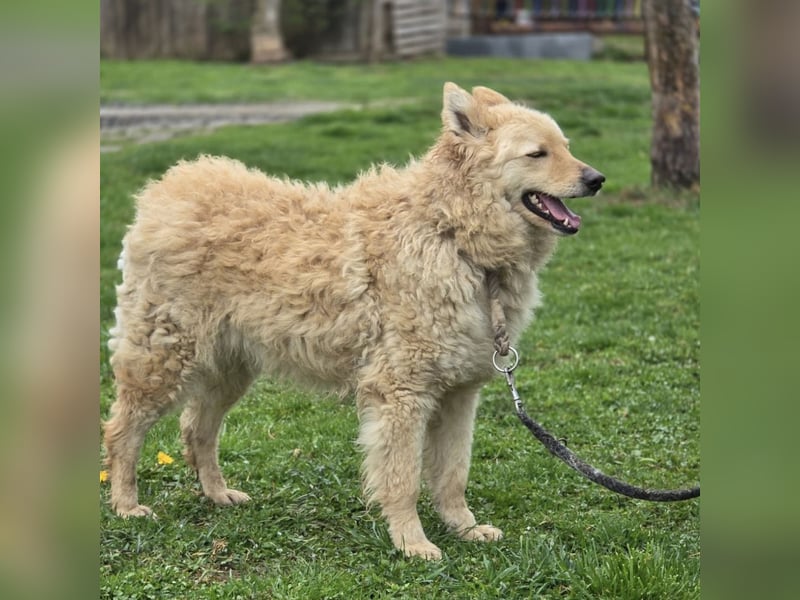 Milky ein sehr loyaler und intelligenter Hund