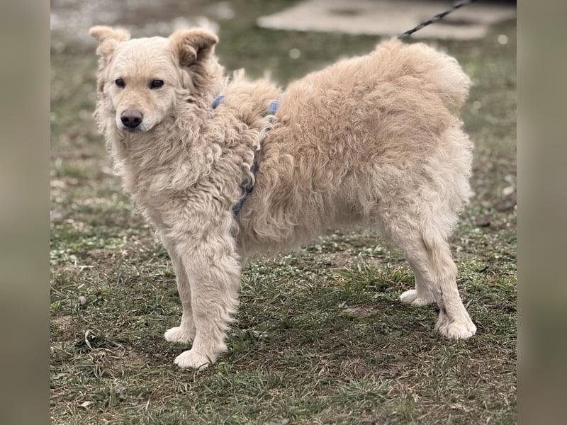 Bailey ein blonder Engel