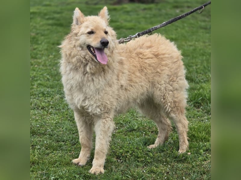 Milky ein sehr loyaler und intelligenter Hund
