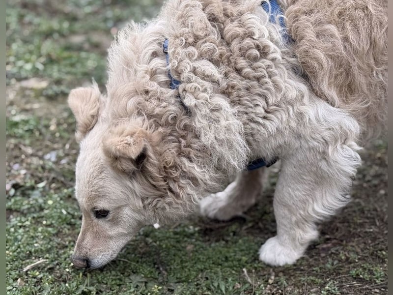 Bailey ein blonder Engel