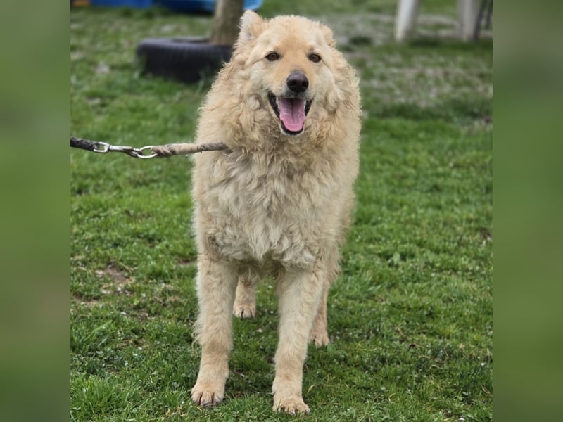 Milky ein sehr loyaler und intelligenter Hund