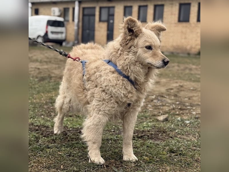Bailey ein blonder Engel