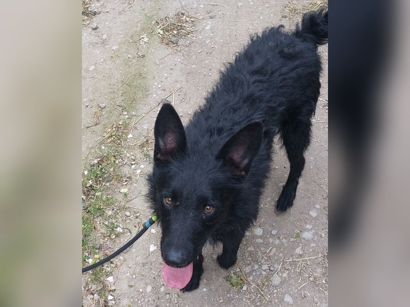 Bendegúz VA, intelligent und lieb