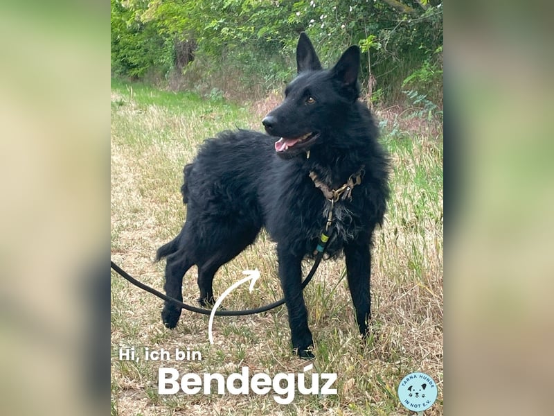 Bendegúz VA, intelligent und lieb