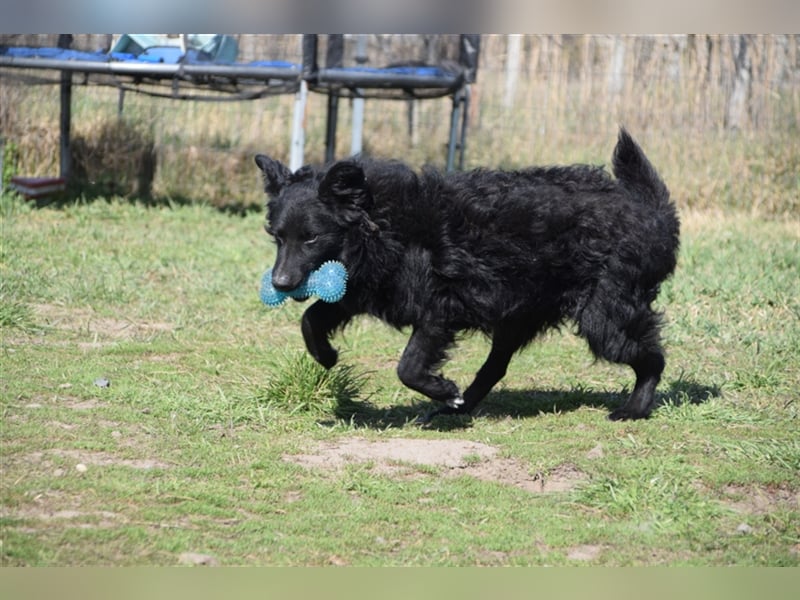 Gunnar - 3jähriger verspielter Mudi Mix Rüde