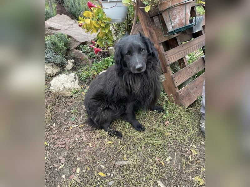 Flipper, der schüchteren Mudi/ Flat Coated Retriever Mix geb. 2016