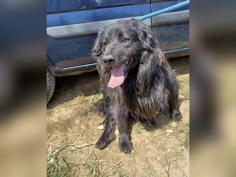 Flipper, der schüchteren Mudi/ Flat Coated Retriever Mix geb. 2016