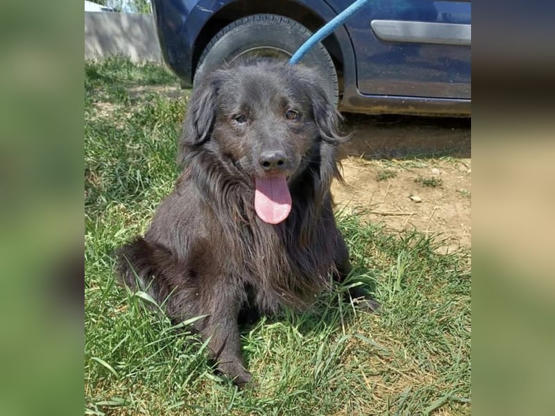 Flipper, der schüchteren Mudi/ Flat Coated Retriever Mix geb. 2016