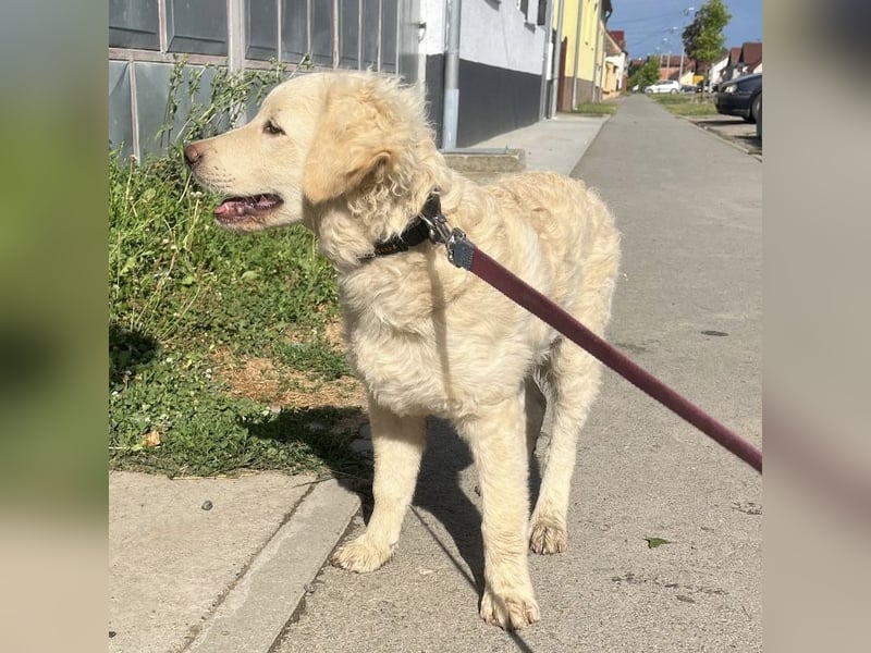 Nino ein Goldschatz