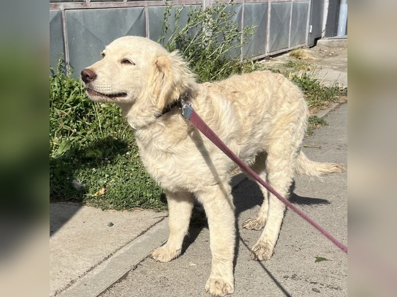 Nino ein Goldschatz