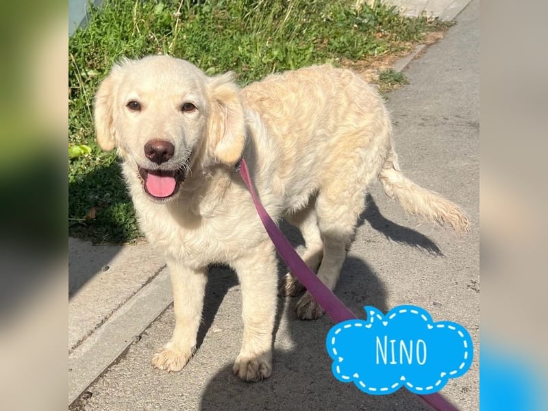 Nino ein Goldschatz