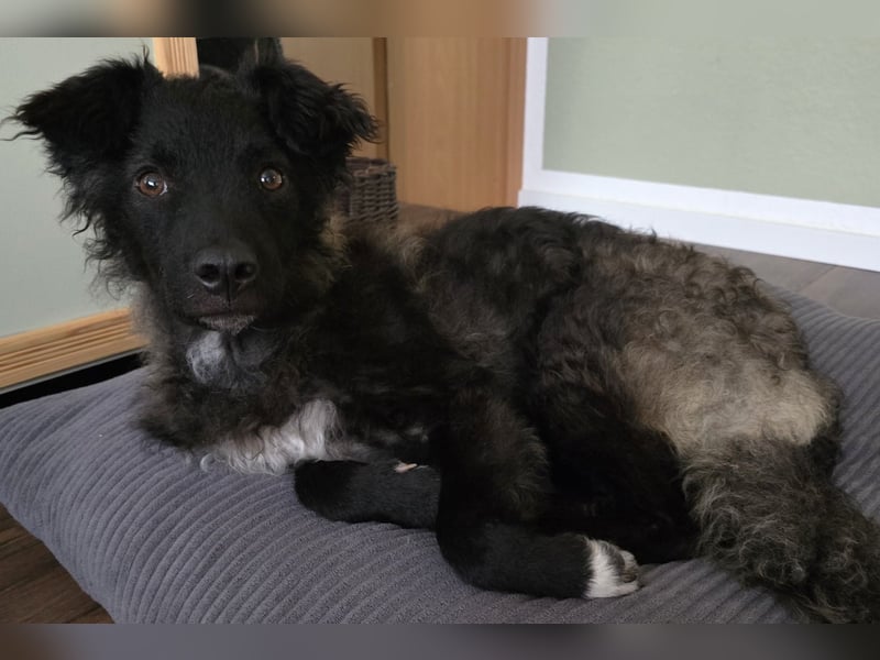 Laroche - dein neuer bester Hundekumpel (32051 Herford)