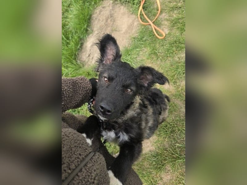 Laroche - Dein neuer bester Hundekumpel (32051 Herford)