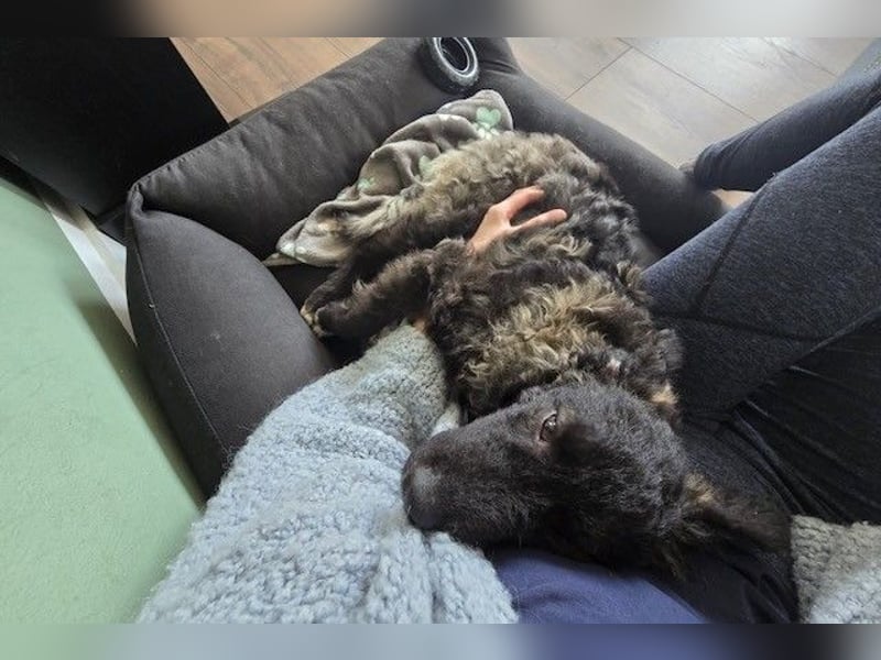 Laroche - Dein neuer bester Hundekumpel (32051 Herford)