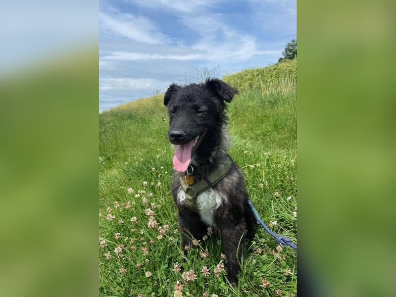 Laroche - Dein neuer bester Hundekumpel (32051 Herford)