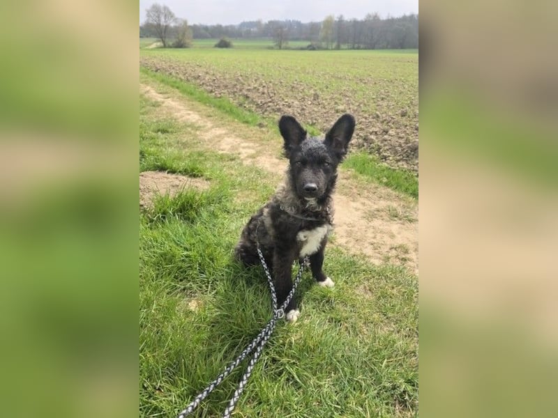Laroche - Dein neuer bester Hundekumpel (32051 Herford)