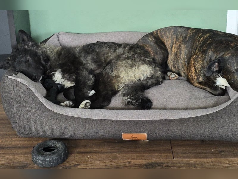 Laroche - dein neuer bester Hundekumpel (32051 Herford)