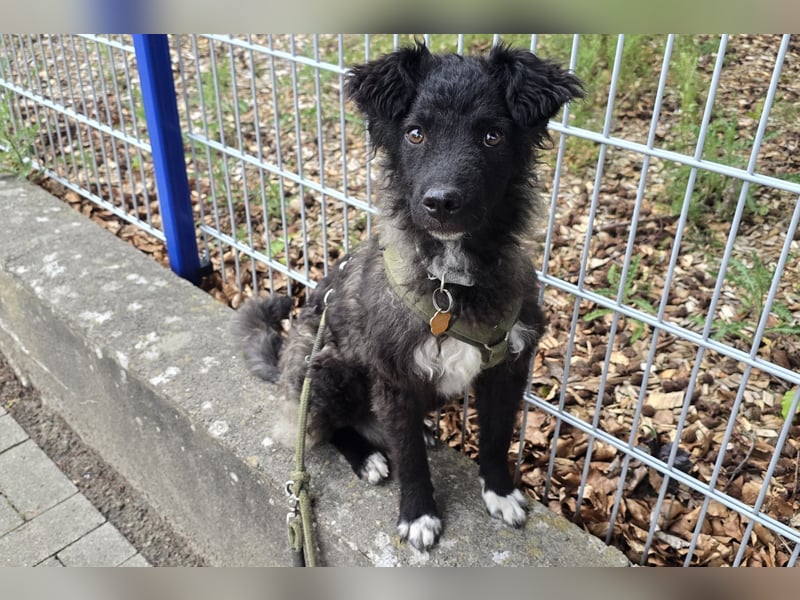 Laroche - dein neuer bester Hundekumpel (32051 Herford)
